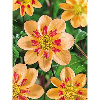 DAHLIA collerette KELSEY ANNIE JOY