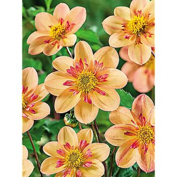 DAHLIA collerette KELSEY ANNIE JOY 2