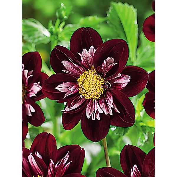 DAHLIA collerette JOYFULL INVESTEMENT