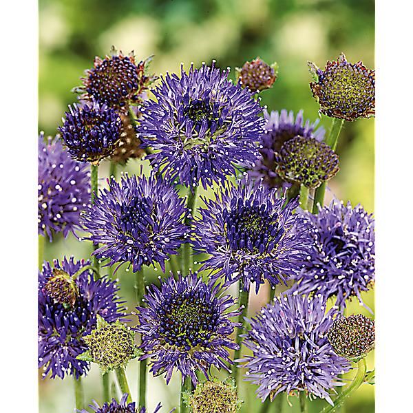 JASIONE laevis PURPLE DELIGHTS