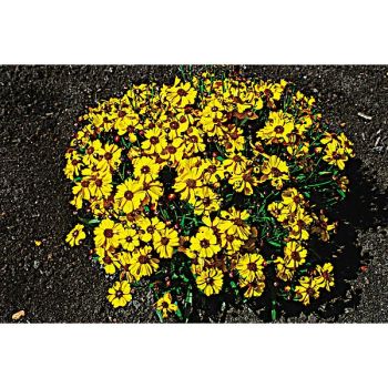 COREOPSIS CORUSCO GOLD