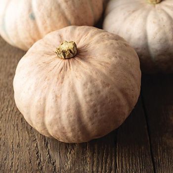 COURGE d'HIVER F1 PINK KABOCHA