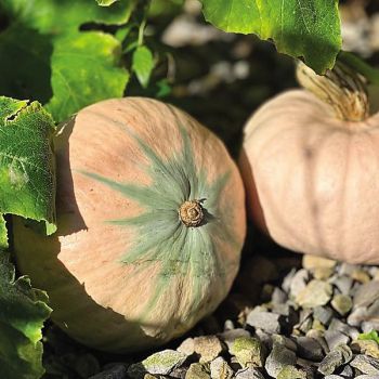 COURGE d'HIVER F1 PINK KABOCHA 2