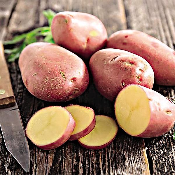 POMME de TERRE ALOUETTE