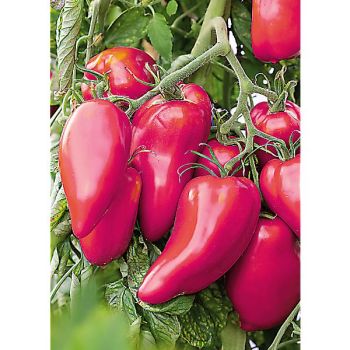 TOMATE greffée ANDINE CORNUE ROSE