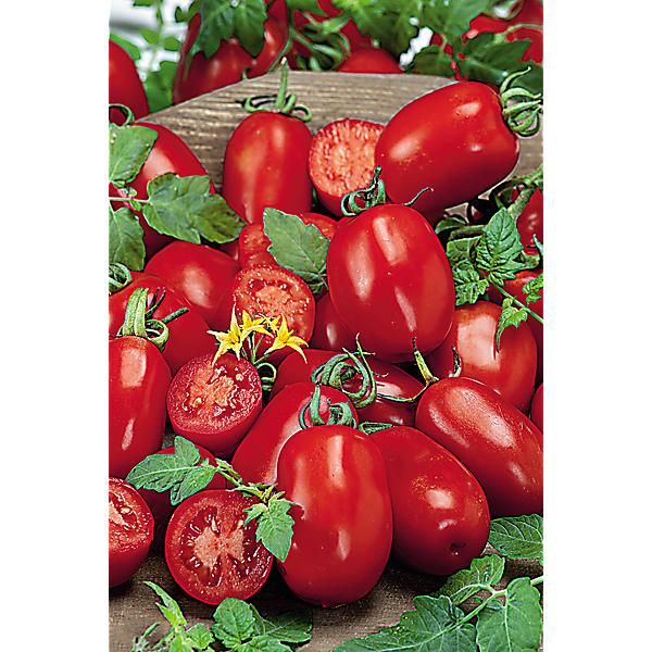 TOMATE greffée F1 LIVIO