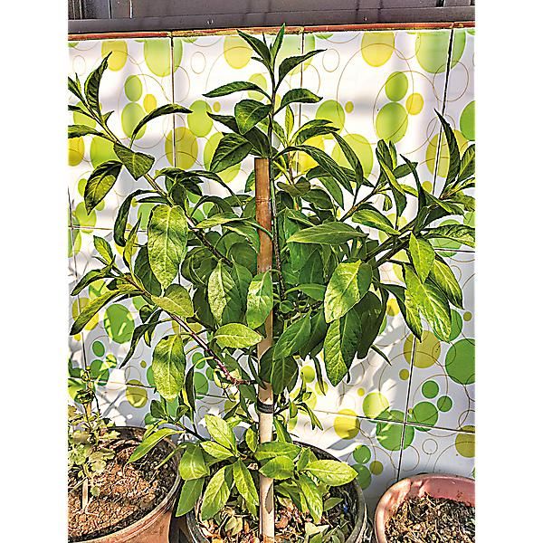 ÉPINARD de la LONGÉVITÉ (gynura procumbes)