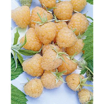 FRAMBOISIER AUTUMN AMBERS