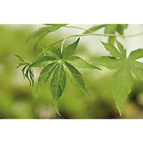 MÛRE à FEUILLES SUCRÉES (rubus chingii)