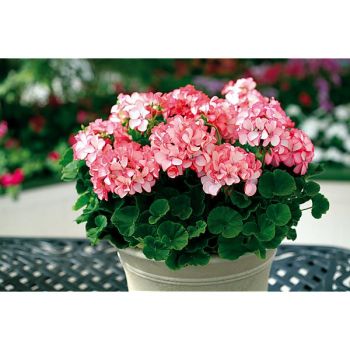 GÉRANIUM zonale F1 JARKA 2