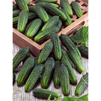 CORNICHON F1 PROFI Bio