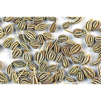 AJOWAN (trachyspermum ammi)