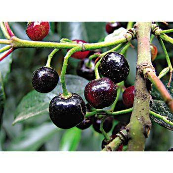 ARISTOTELIA ch. SOLISSIMO ou maqui du Chili 2