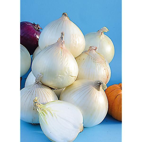 OIGNON CÉNOL type JAUNE des CÉVENNES