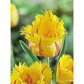 TULIPE crispa FLAMENCO