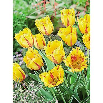 TULIPE crispa FLAMENCO 2