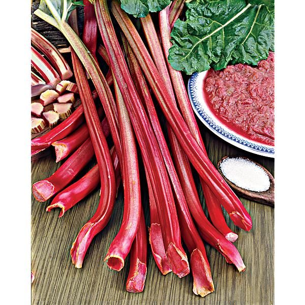 RHUBARBE SUTTON’S SEEDLESS