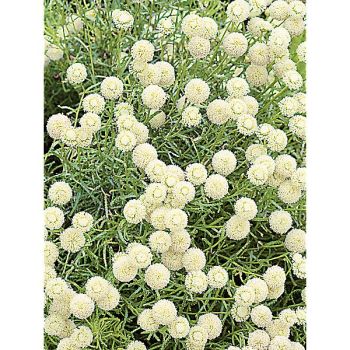 SANTOLINE ETRUSCA dite de Toscagne 2