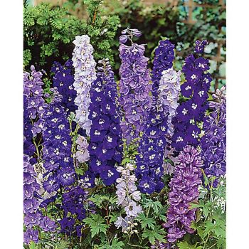 DELPHINIUM ou PIED d’ALOUETTE VIVACE MAGIC FOUNTAINS MIX