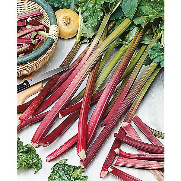 RHUBARBE MIKOOT