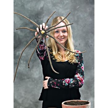 ÉRÉMURUS CLEOPATRA 2