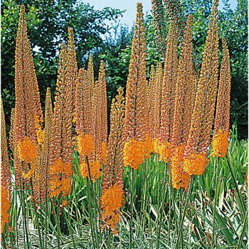 ÉRÉMURUS isab. PINOKKIO 2