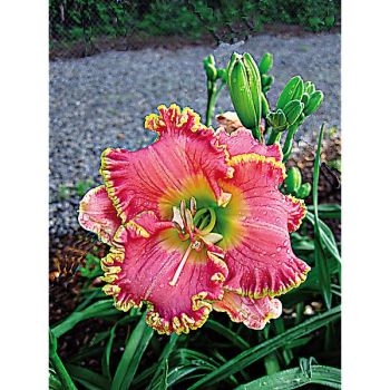 HÉMÉROCALLE DIVA'S CHOICE