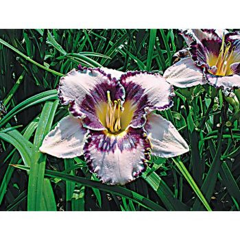 HÉMÉROCALLE EDGE of DARKNESS 2