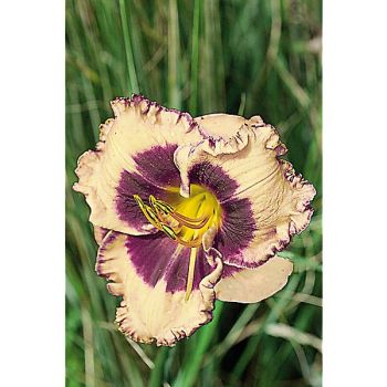 HÉMÉROCALLE TROPICAL SURPRISE 2