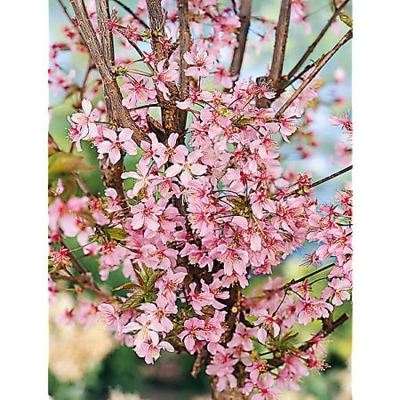 MIRABELLIER colonnaire RUBY