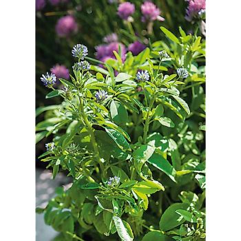 TRIGONELLA CAERULEA 2