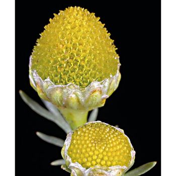 MATRICAIRE ODORANTE (matricaria discoidea)