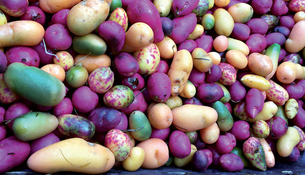 Plantation de graines, de bulbes, de tubercules et de boutures !