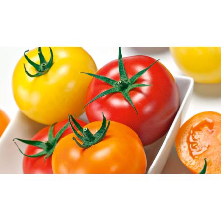 GRAINES de TOMATES