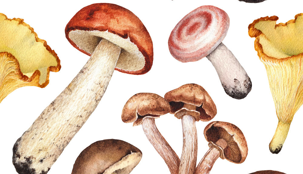 Mycélium de champignons | Achetez sur Graines Baumaux