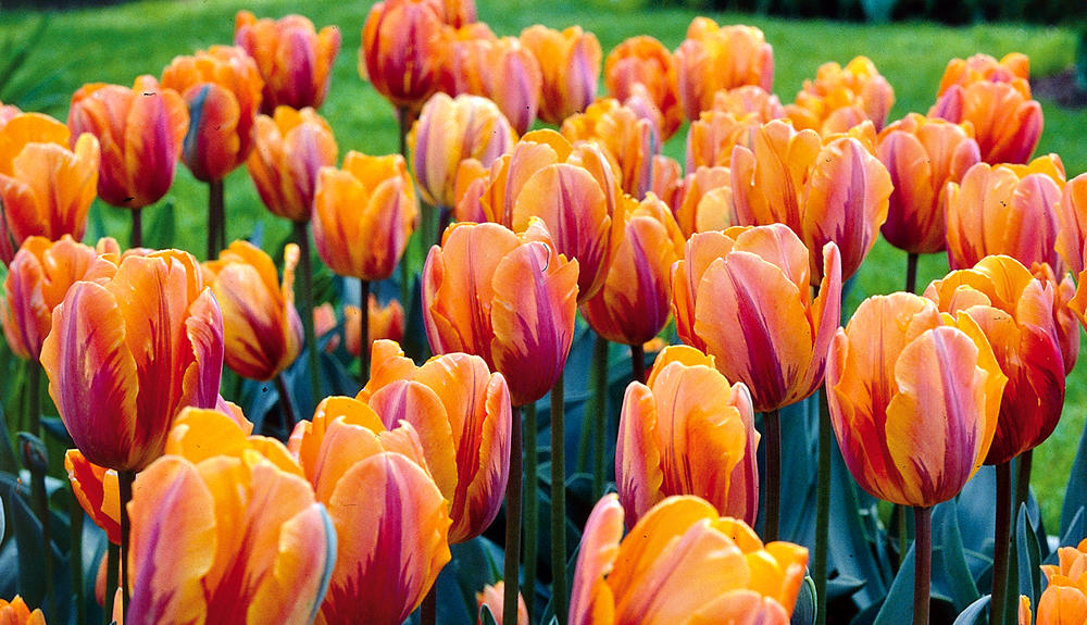 Bulbes de Tulipes | Achat de Bulbes à Fleurs en ligne
