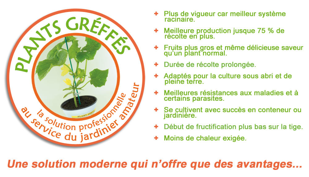 Plants Potagers Greffés à repiquer | Achat en ligne