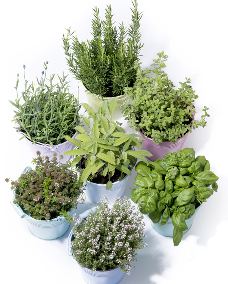 POTAG&Egrave;RES et AROMATIQUES en POT