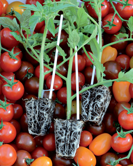BOMOTTES JEUNES PLANTS