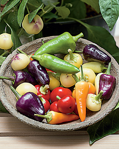PIMENTS FORTS en POT