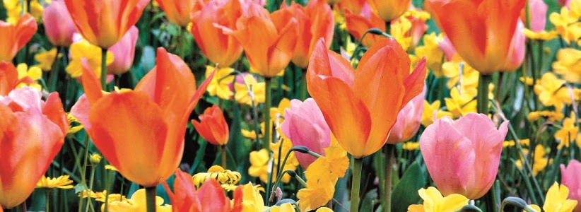 Bulbes de Tulipes