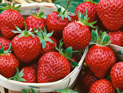 Plantez vos fraisiers
