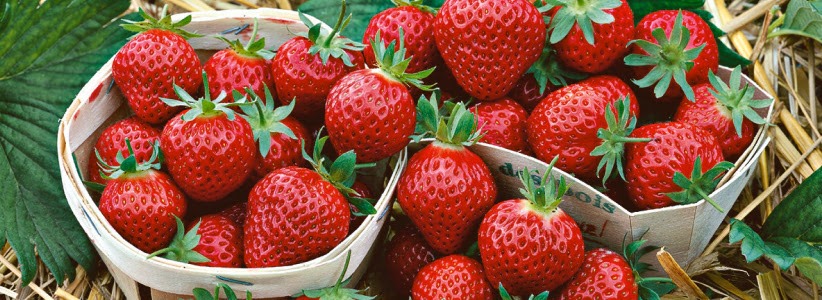 Plantez vos fraisiers