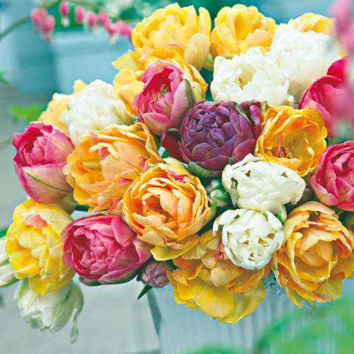 D&eacute;couvrez notre nouvelle collection de dahlias