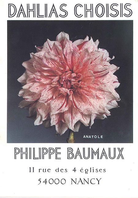 Pelle étroite - Graines Baumaux