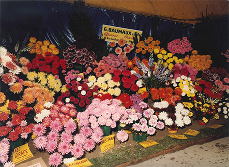 dahlias exposés pépinière