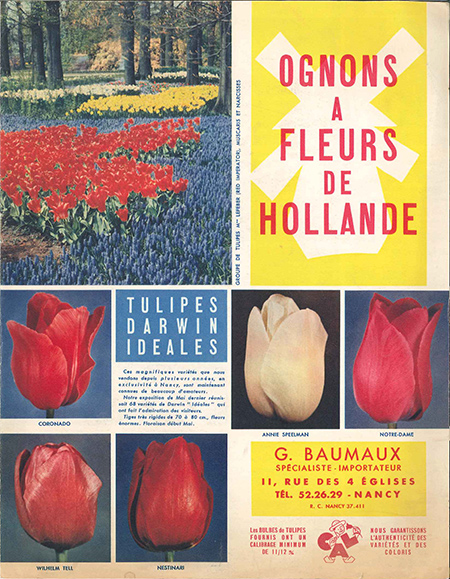 Ognons_fleurs_hollande