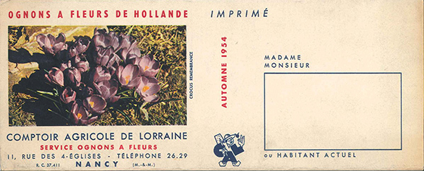 ognons fleurs hollande automne 1954