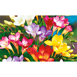 Graines florales