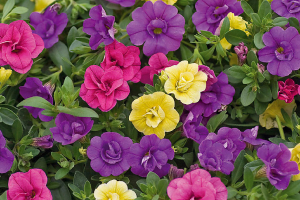 Vente flash de Bomottes Florales - Du 30 avril au 5 mai 23h00